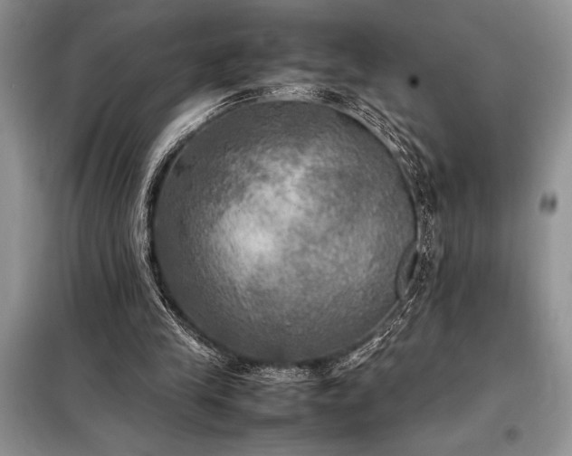 X0000098190245200805011130