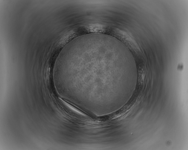 X0000098190263200805011130