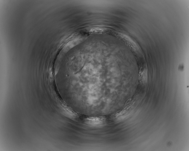 X0000098190381200805011129