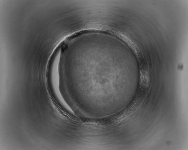 X0000098190580200805011125