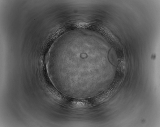 X0000098190655200805011124