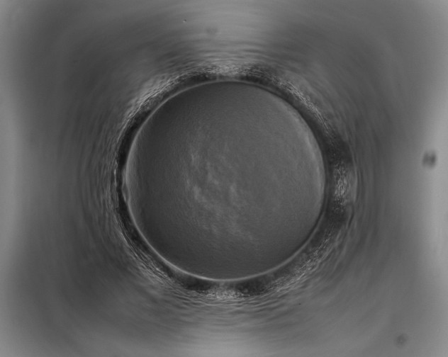 X0000098190685200805011124