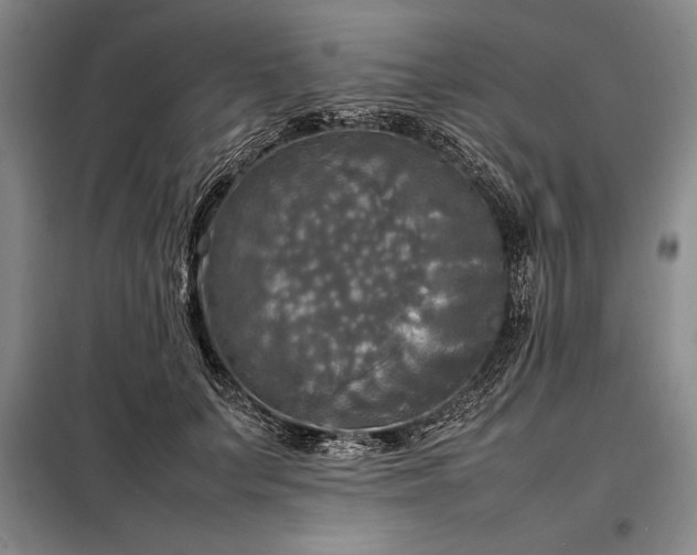 X0000098190703200805011123