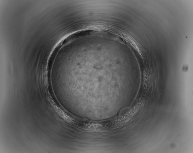 X0000098190784200805011122