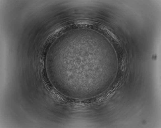 X0000098190821200805011121