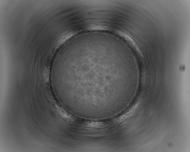 X0000098190833200805011121