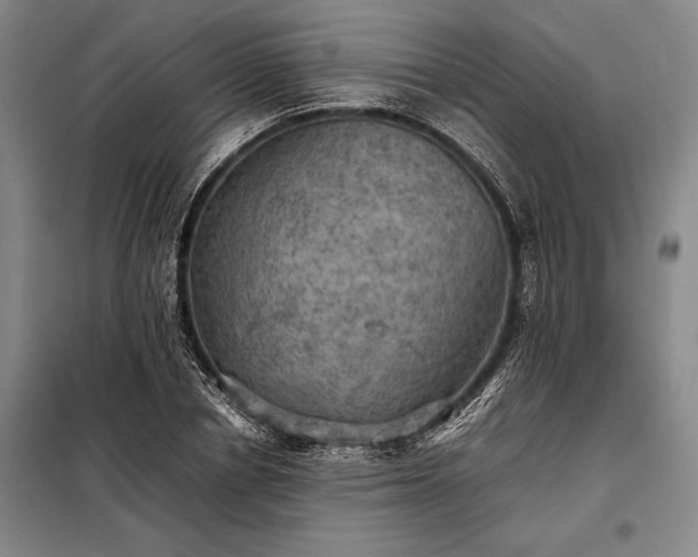 X0000098190834200805011121