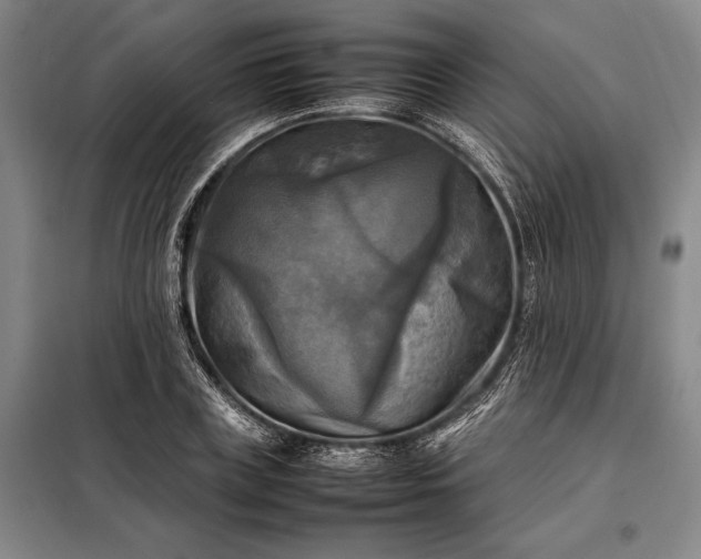 X0000098190835200805011121
