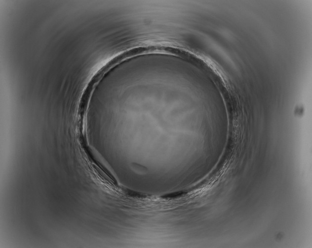 X0000098190879200805011121