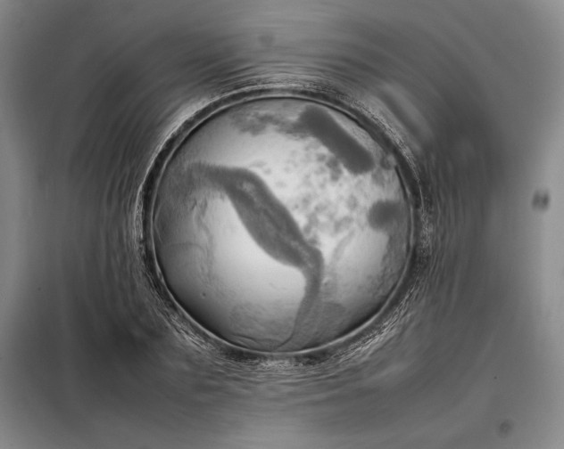 X0000098190883200805011121