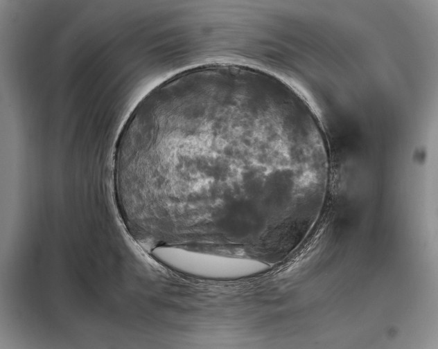 X0000098190903200805011120