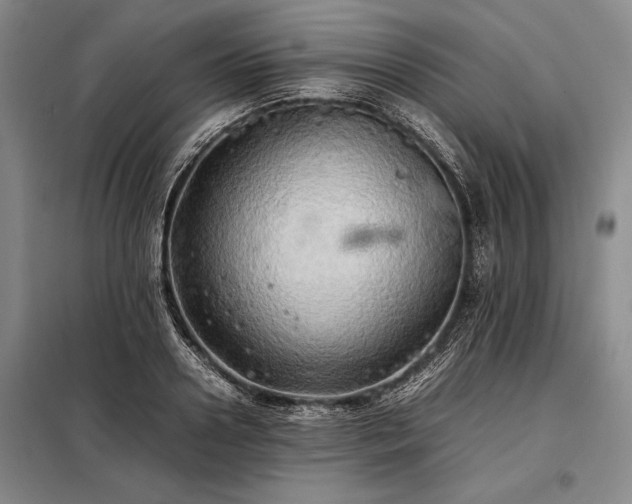 X0000098190938200805011120