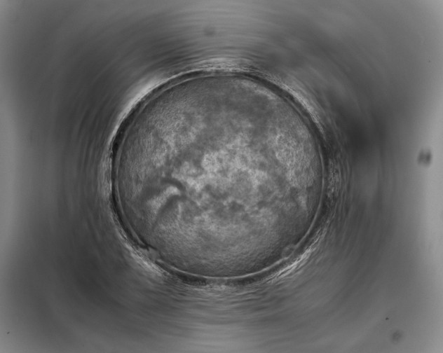 X0000098191075200805011118