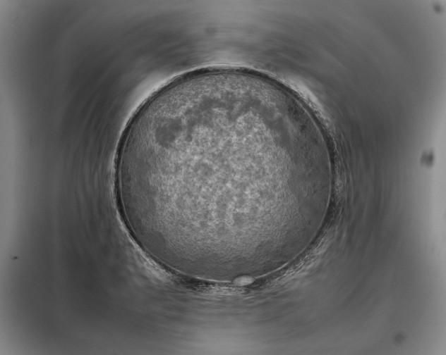 X0000098191183200805011116