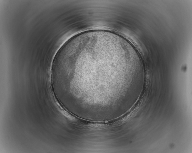 X0000098191236200805011116