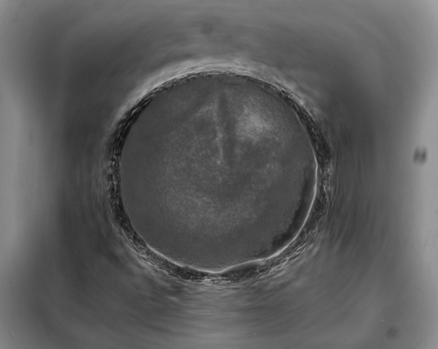 X0000098191496200805011112