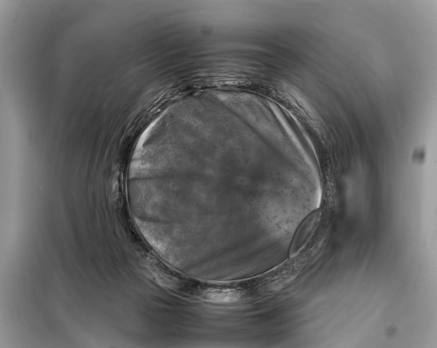 X0000098190169200805081056