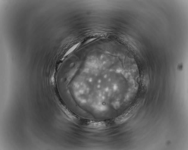 X0000098190185200805081056