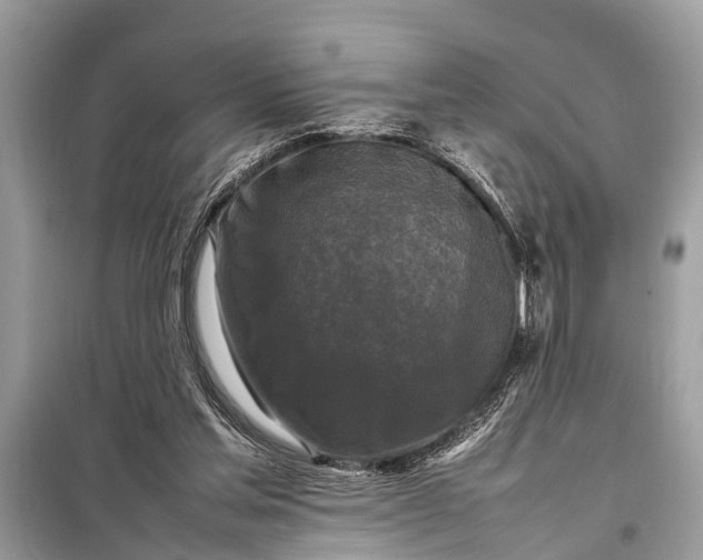 X0000098190205200805081055