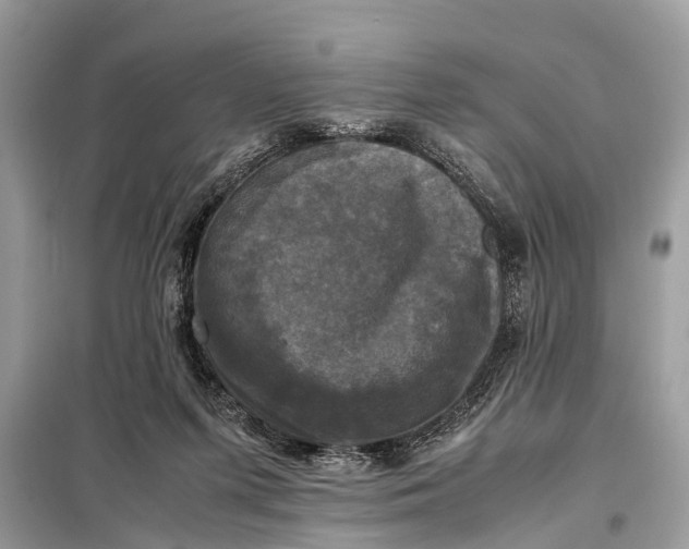 X0000098190215200805081055