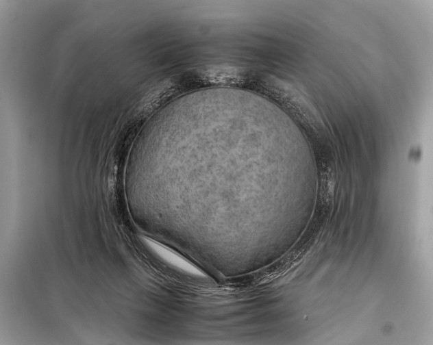 X0000098190263200805081055