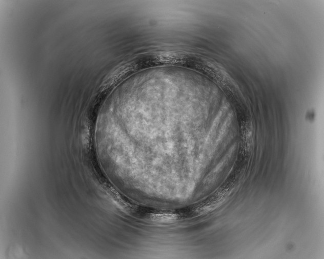 X0000098190266200805081055