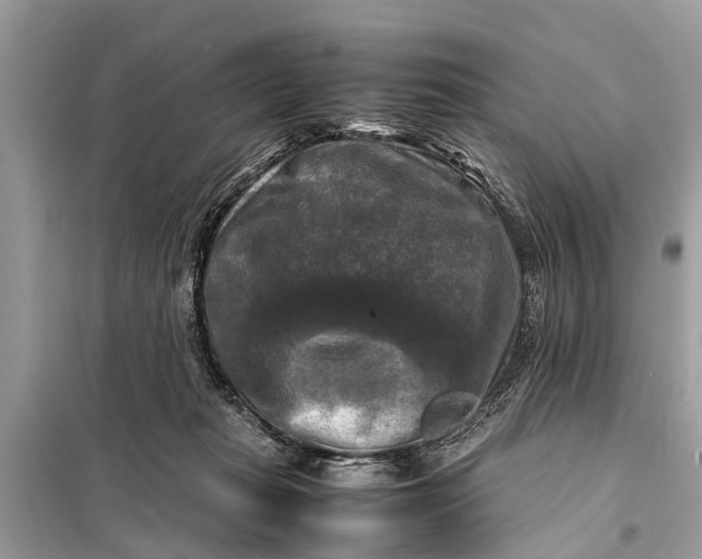 X0000098190269200805081055