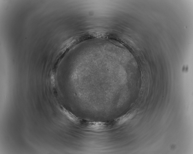 X0000098190288200805081055