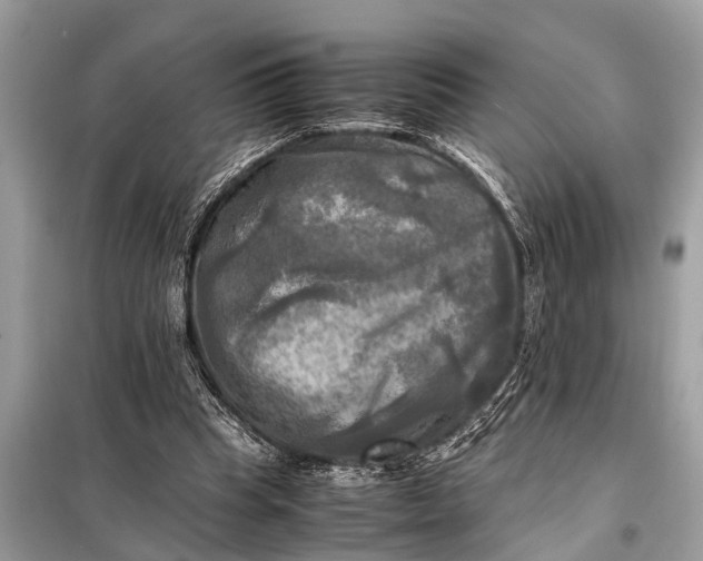 X0000098190345200805081053