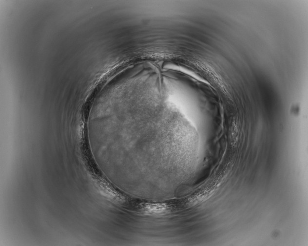 X0000098190355200805081053