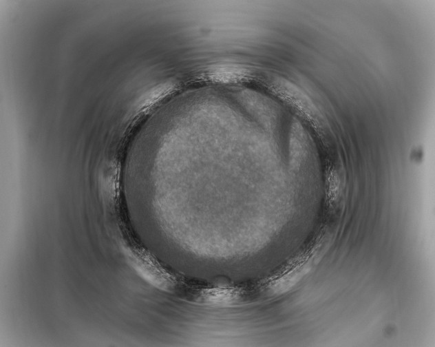 X0000098190356200805081053