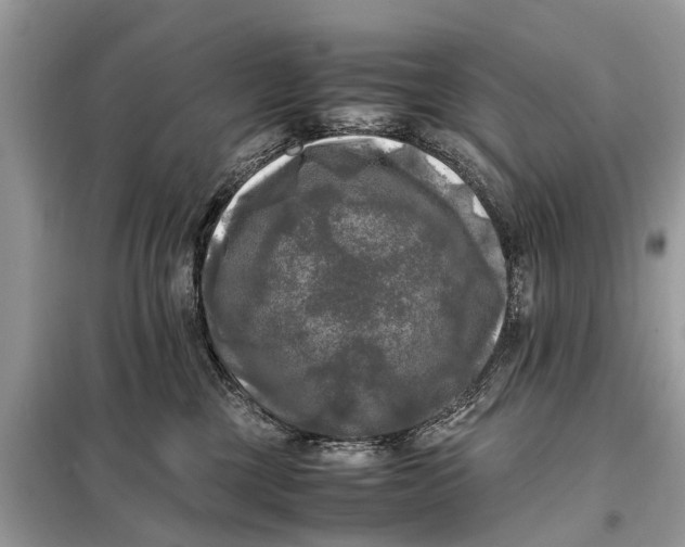 X0000098190377200805081053
