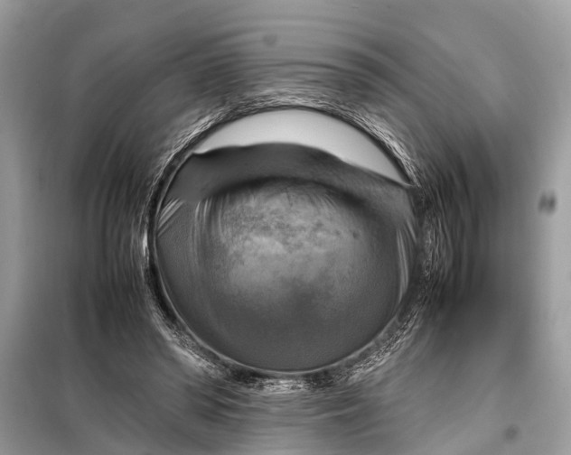 X0000098190398200805081053