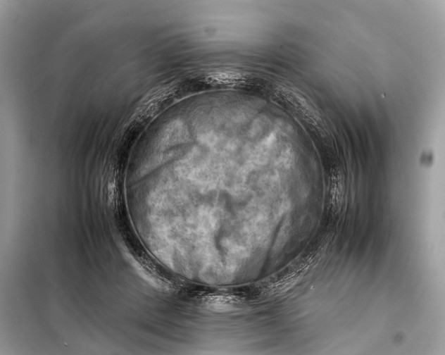 X0000098190408200805081053
