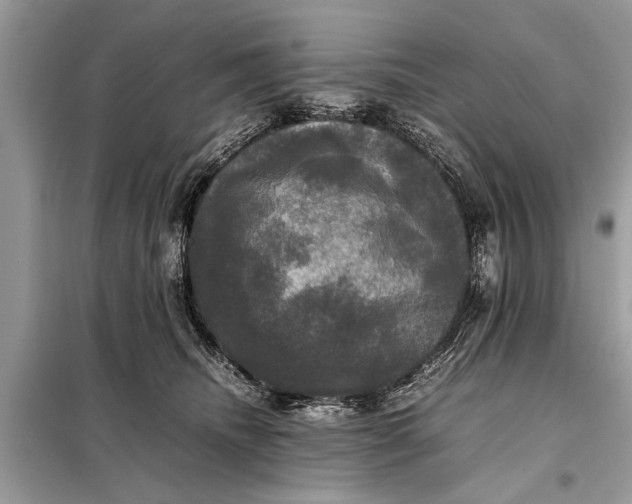 X0000098190468200805081052
