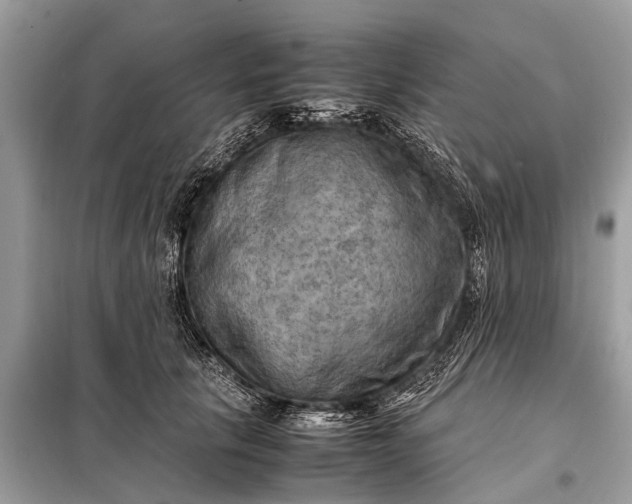 X0000098190657200805081049