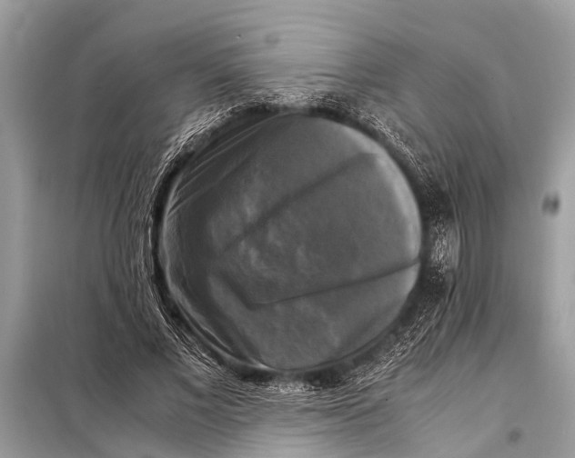 X0000098190685200805081048