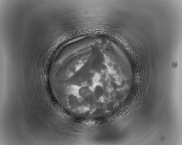X0000098190687200805081048