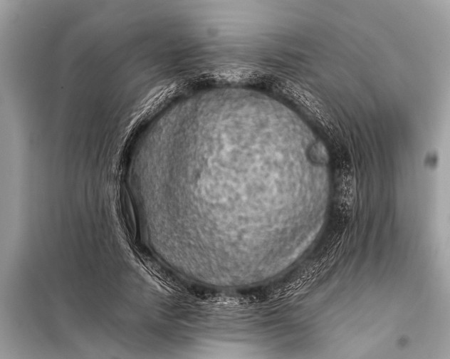 X0000098190738200805081047