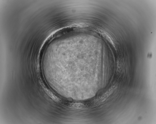 X0000098190784200805081047