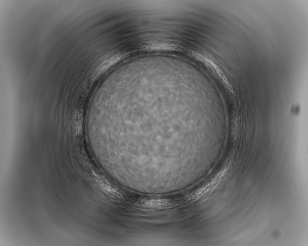 X0000098190833200805081046