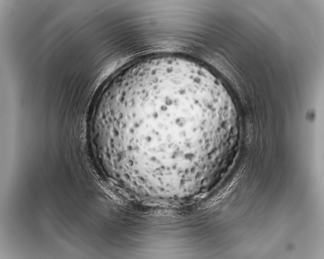 X0000098190834200805081046