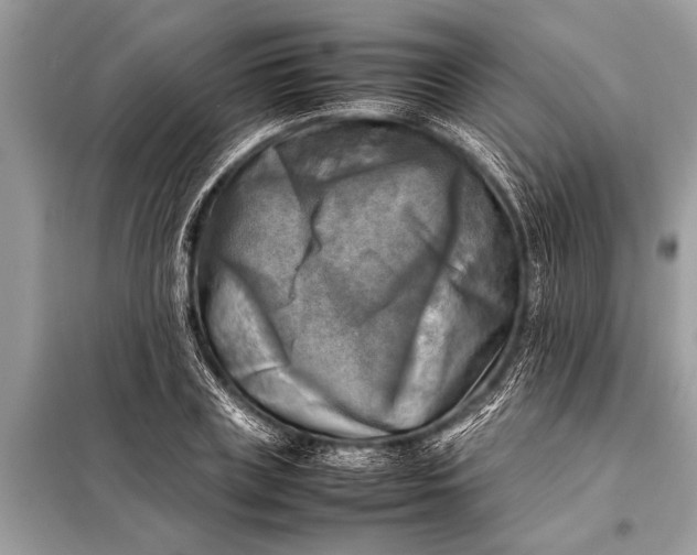X0000098190835200805081046