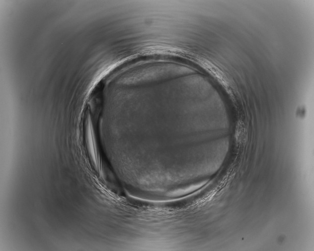 X0000098190877200805081045
