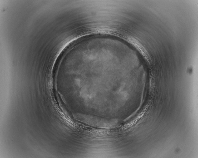 X0000098190924200805081044