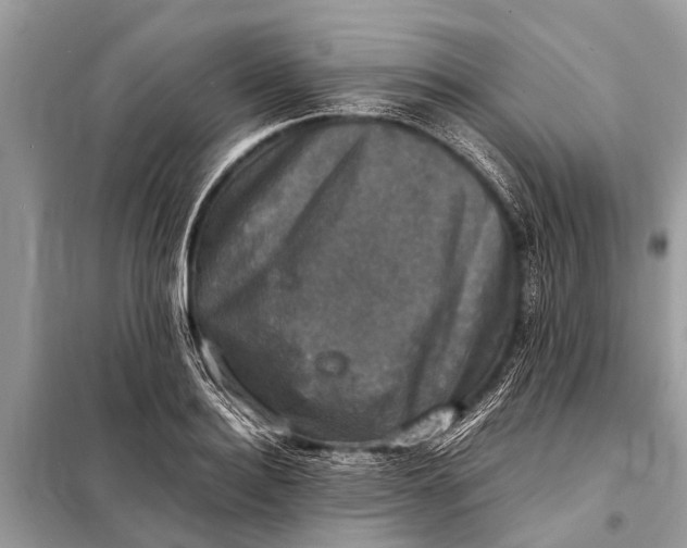 X0000098190940200805081044