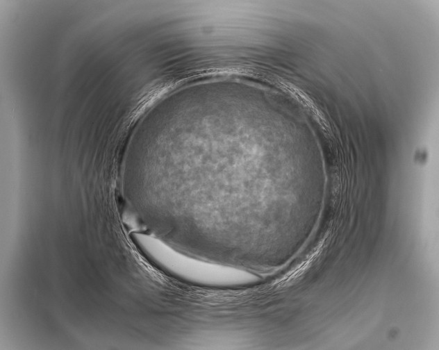 X0000098190985200805081043