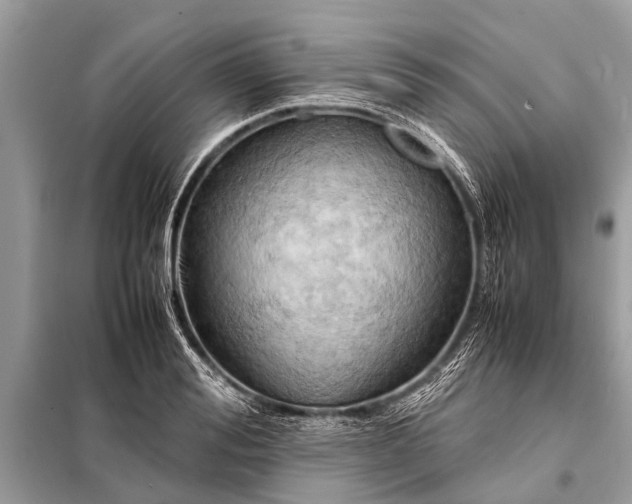 X0000098190988200805081043