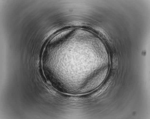 X0000098191065200805081042