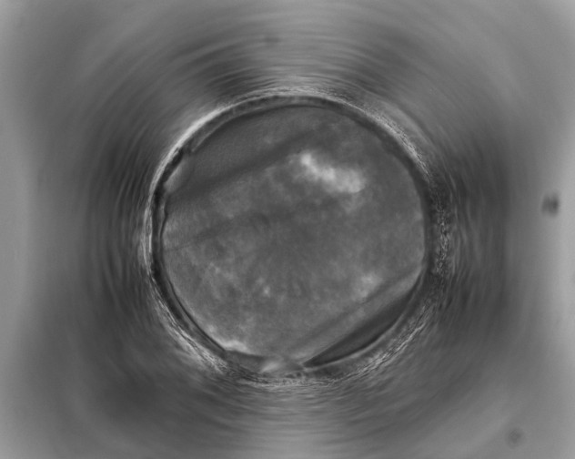 X0000098191076200805081042
